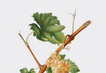 LA FILASTROCCA DELLA VENDEMMIA